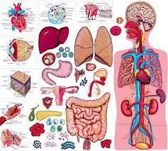 Nhóm bệnh không đủ điều kiện đi xuất khẩu lao động Nhật